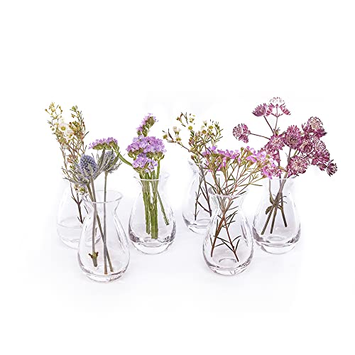 CHIVE George Glass Bottle Flower Vases  Set of 6  Small Elegant Clear Glass Bud Vases  Bulk Pack for Home Decor  Table Centerpieces  Shape 2 Oval 5 Tall 25 Wide