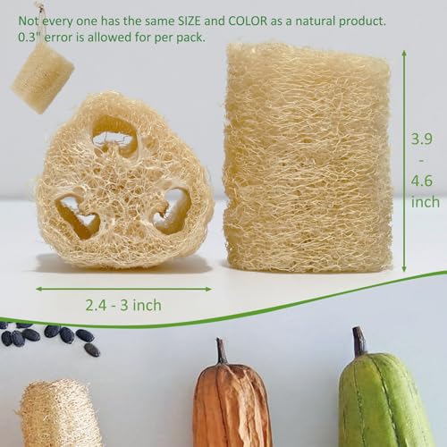 FRTIM Natural Loofah Sponge, Organic Bath Loofah Pack, Lufas Exfoliating Body Scrubber, Loofas Sponges Shower Loofah for Women and Men, Skin SPA Ecotools- 6 Pack - Image 3