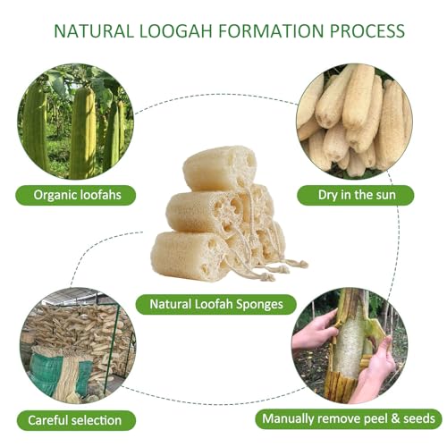 FRTIM Natural Loofah Sponge, Organic Bath Loofah Pack, Lufas Exfoliating Body Scrubber, Loofas Sponges Shower Loofah for Women and Men, Skin SPA Ecotools- 6 Pack - Image 2