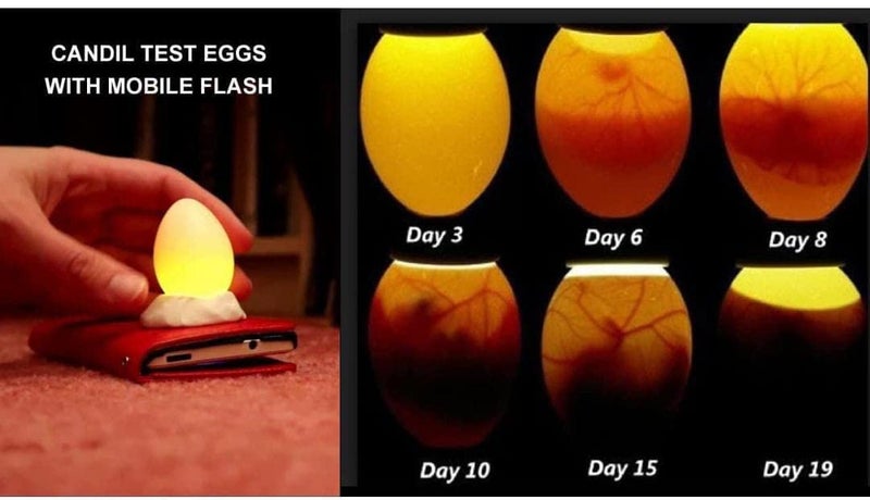 Ndeal Ndeal Egg Hatching Incubator Durable EPS Thermocol Body Light Weight Small With Low Power Consumption No Assembly Required 80 Eggs Haching_incubator_80egg  - Image 3