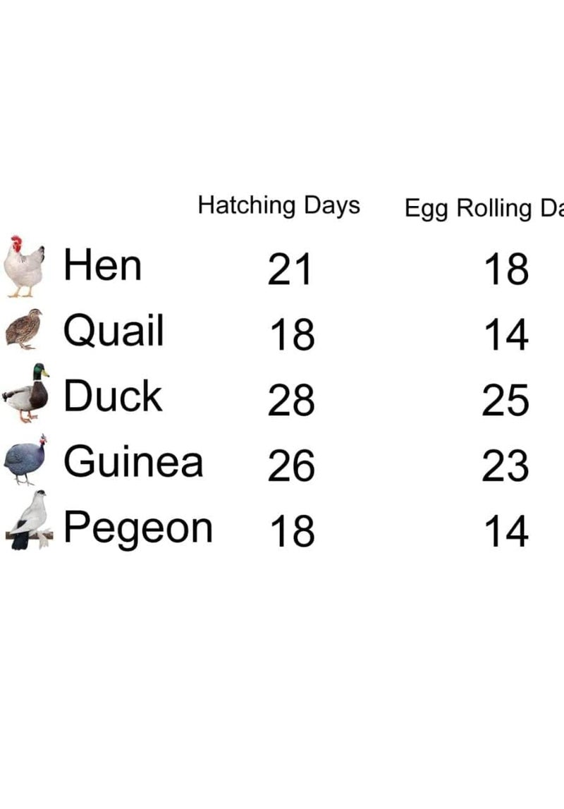 Ndeal Ndeal Egg Hatching Incubator Durable EPS Thermocol Body Light Weight Small With Low Power Consumption No Assembly Required 80 Eggs Haching_incubator_80egg  - Image 4