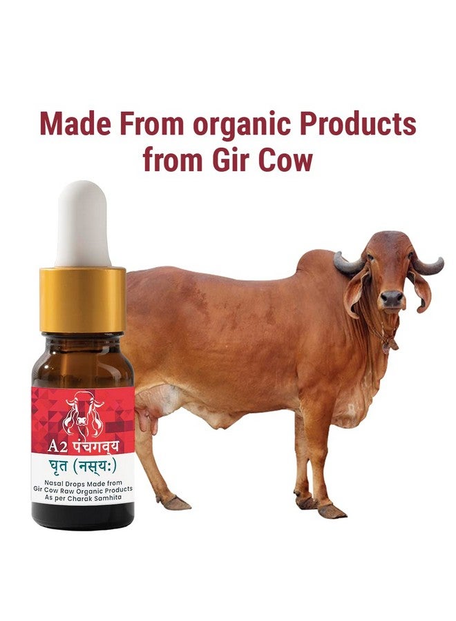 Ph A2 Panchgavya Ghrit Nasya Nasal Drops|Effective In Snoring Sinus Vata Pita Kapha And Nasal Issues Iso Fda Gmp Certified - Image 4