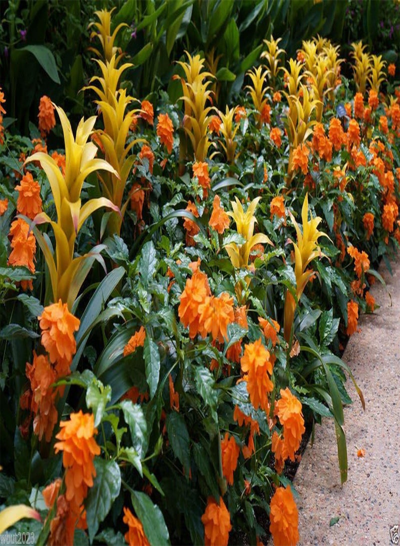 جي جوت بذور كروساندرا، مربى البرتقال - زهرة المفرقعة النارية - نبات نادر جدًا (5 بذور) - Image 1