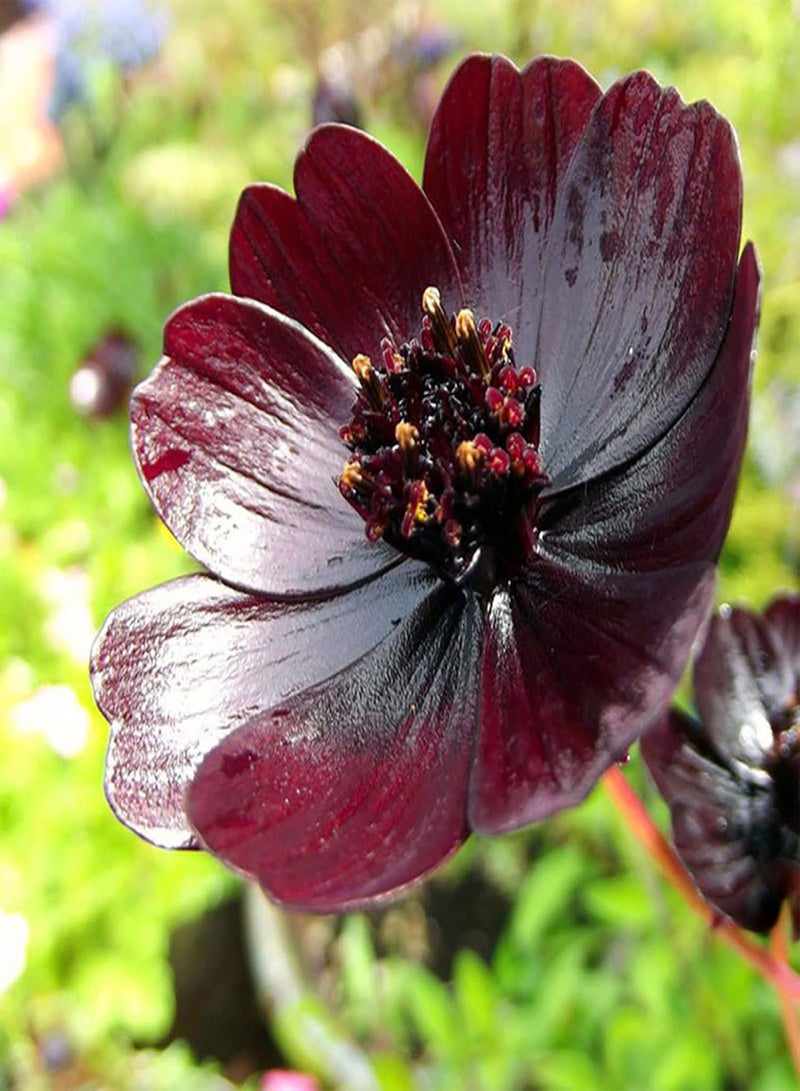 GGOOT 100Pcs Rare Chocolate Cosmos Seeds Cosmos Bipinnatus Calliopsis Garden Flower - Image 2