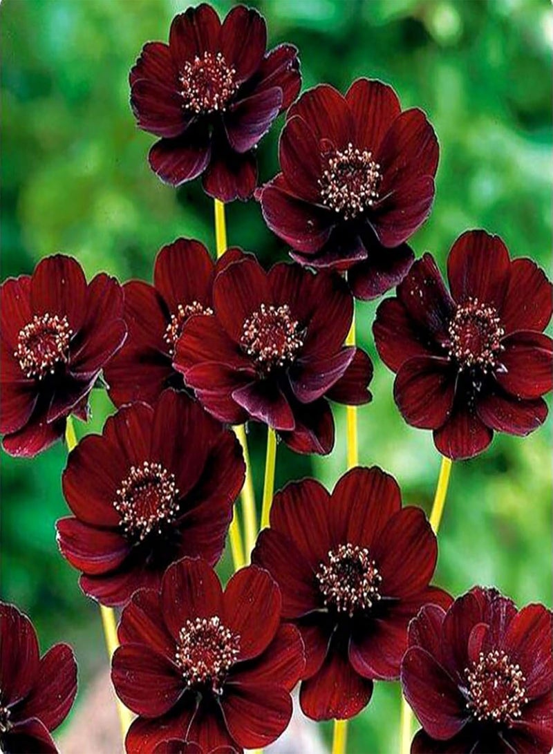 GGOOT 100Pcs Rare Chocolate Cosmos Seeds Cosmos Bipinnatus Calliopsis Garden Flower - Image 1