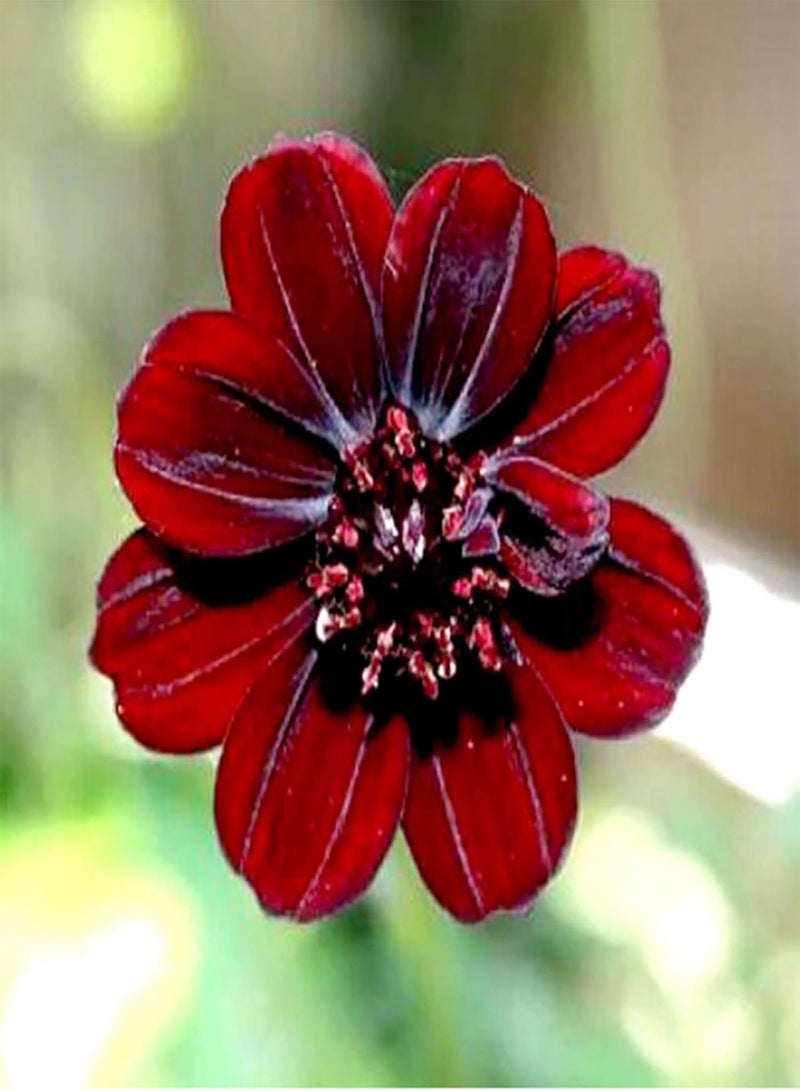 GGOOT 100Pcs Rare Chocolate Cosmos Seeds Cosmos Bipinnatus Calliopsis Garden Flower - Image 5
