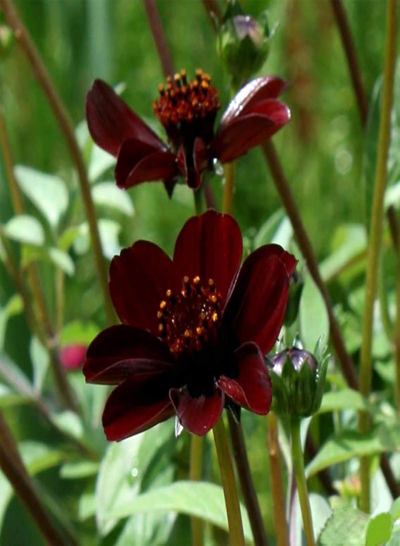GGOOT 100Pcs Rare Chocolate Cosmos Seeds Cosmos Bipinnatus Calliopsis Garden Flower - Image 3