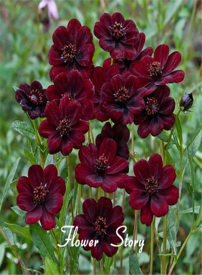GGOOT 100Pcs Rare Chocolate Cosmos Seeds Cosmos Bipinnatus Calliopsis Garden Flower - Image 4