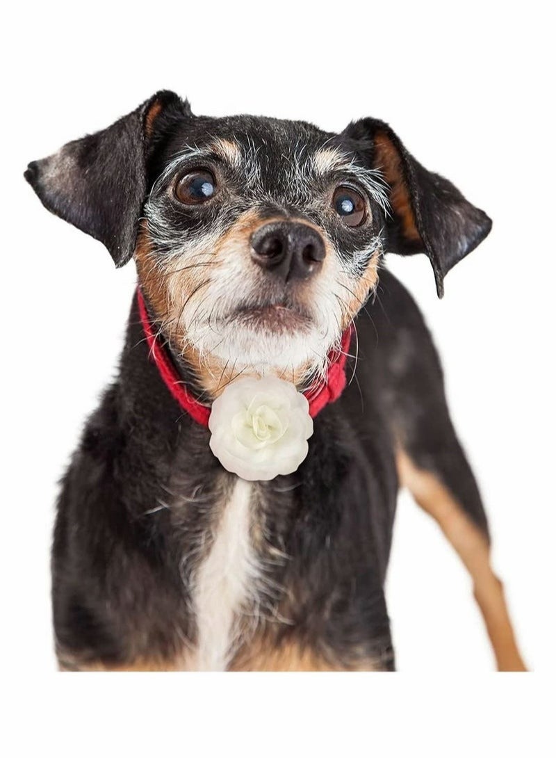 Loquat 4 Pieces Dog Collar Flowers Multicolored Bow Tie Dog Charms Flower Set for Valentine' s Day Dog Collar Cat Grooming Accessories (Red, Rose Red, Light Pink, Milk White) - Image 4