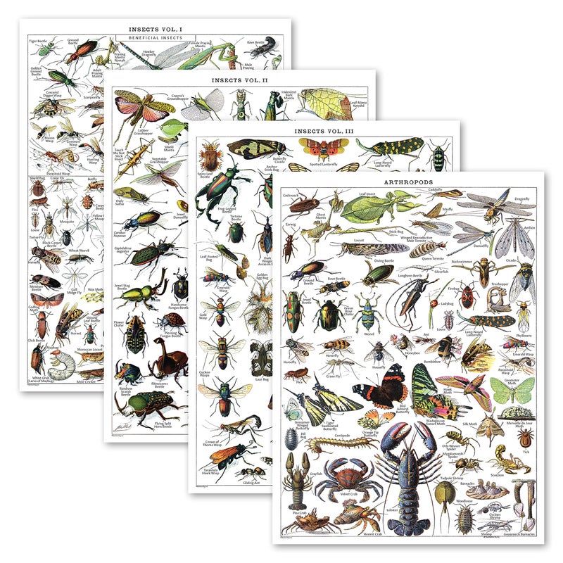 4 Pack Vintage Insect Poster Prints Entomology Identification Reference Charts Volume 1 2 3 and Arthropods Vintage Poster Print LAMINATED 18 x 24