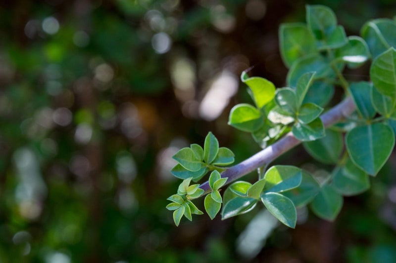 US Organic 100% Genuine Myrrh Essential Oil - Sourced from The Horn of Africa, USDA Certified Organic, Extracted by Hydro-Distillation (Myrrh, 5 ml) - Image 3