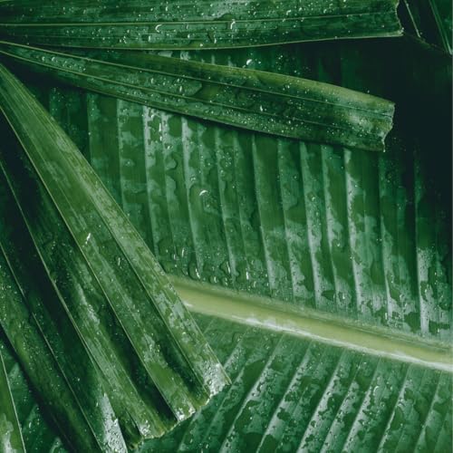 Pour Moi Tropical Moisture-Burst Mask – Climate-Smart Hydrating Facial Treatment for Hot, Humid Conditions, Eases Skin Adaptation and Promotes a Clear, Youthful Glow - Image 2