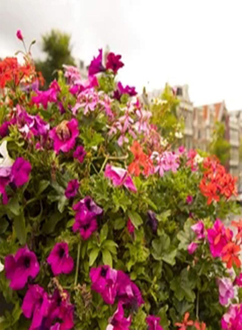 جي جوت 50 قطعة من بذور زهرة الكبوسين، نبات سنوي نصف قوي سهل الزراعة في الحديقة، زهرة الكرة الأرضية - Image 4