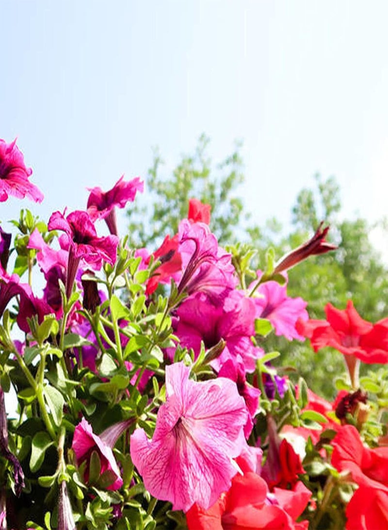 جي جوت 50 قطعة من بذور زهرة الكبوسين، نبات سنوي نصف قوي سهل الزراعة في الحديقة، زهرة الكرة الأرضية - Image 1