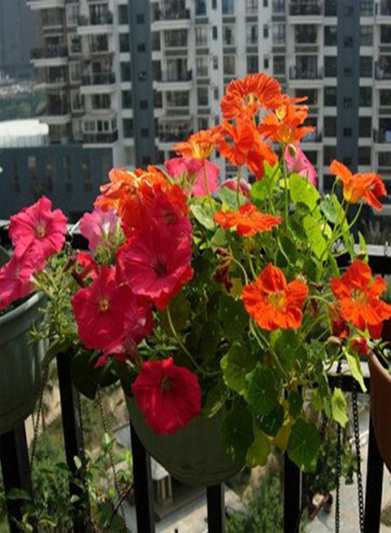 جي جوت 50 قطعة من بذور زهرة الكبوسين، نبات سنوي نصف قوي سهل الزراعة في الحديقة، زهرة الكرة الأرضية - Image 3