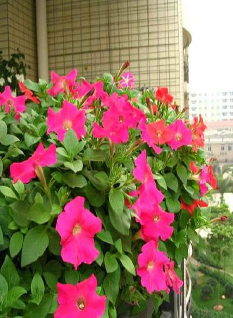 جي جوت 50 قطعة من بذور زهرة الكبوسين، نبات سنوي نصف قوي سهل الزراعة في الحديقة، زهرة الكرة الأرضية - Image 5