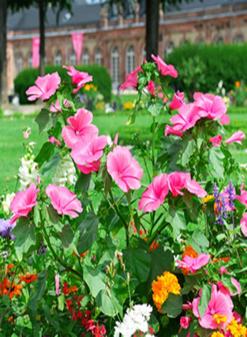 جي جوت 50 قطعة من بذور زهرة الكبوسين، نبات سنوي نصف قوي سهل الزراعة في الحديقة، زهرة الكرة الأرضية - Image 2