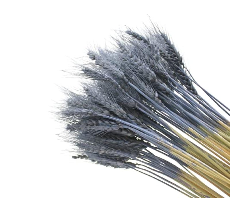 Fancy Dried Wheat Flowers Sheaves Dry Wheat Grass Bouquet preseved Grass Bundle Naturel everlating Flowers Home Kitchen Church Table Wedding Wreath Decoration (100, Carbon Grey)