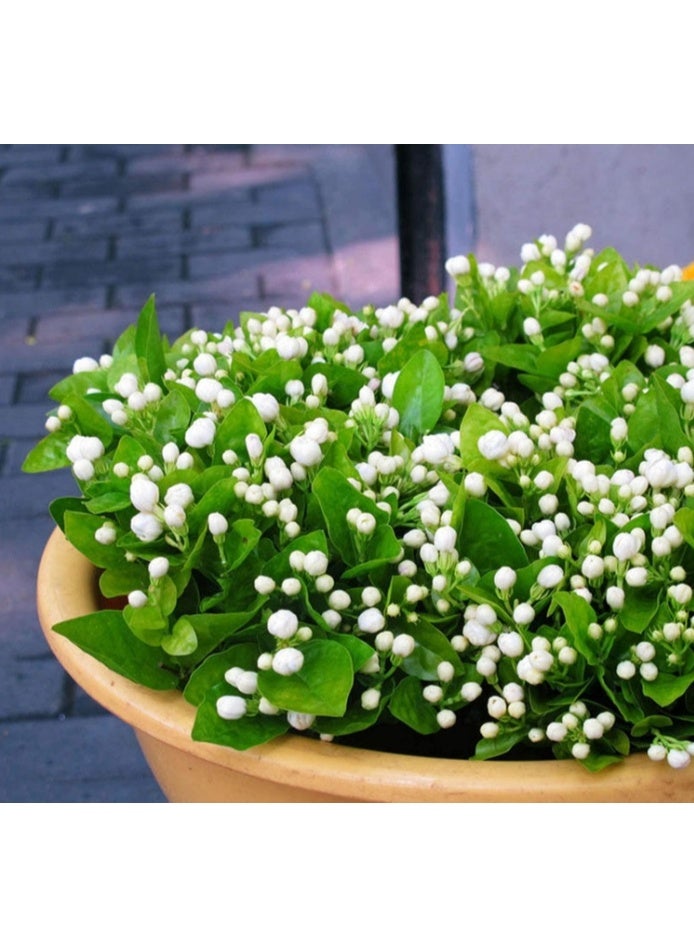 بذور زهرة الياسمين، نبات عطري للزراعة في الحديقة المنزلية، 10 قطع - Image 2