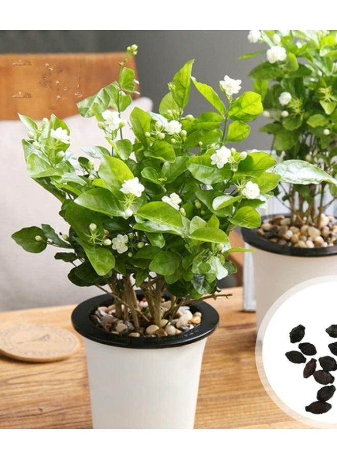 بذور زهرة الياسمين، نبات عطري للزراعة في الحديقة المنزلية، 10 قطع - Image 1