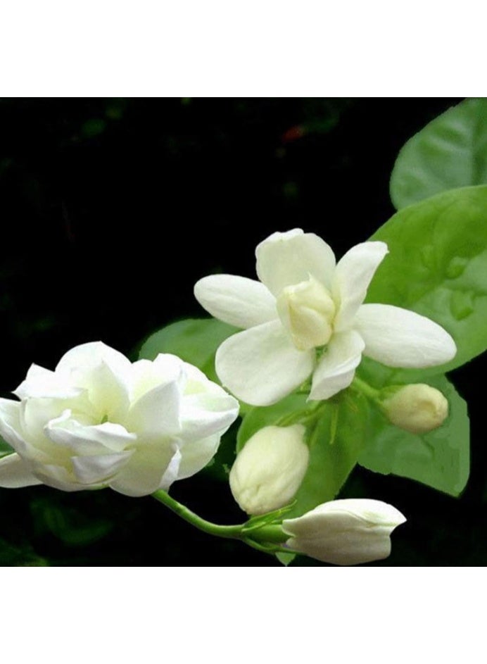 بذور زهرة الياسمين، نبات عطري للزراعة في الحديقة المنزلية، 10 قطع - Image 3