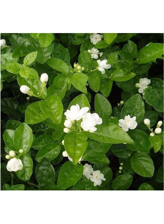 بذور زهرة الياسمين، نبات عطري للزراعة في الحديقة المنزلية، 10 قطع - Image 4