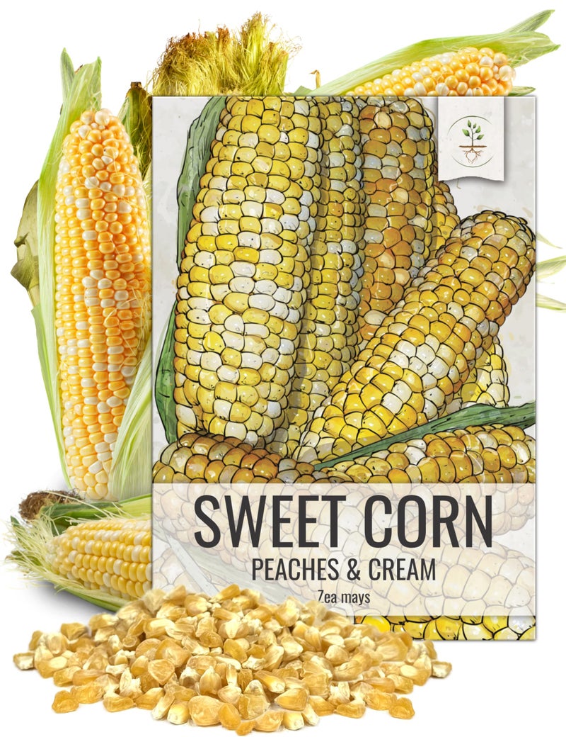 Seed Needs Peaches and Cream Sweet Corn Seeds | 230+ Seeds Non GMO Hybrid Untreated Bicolor Sweet Corn | White and Yellow Mixed Kernals Garden Summertime Favorite | 1.5 Ounce Bulk Package - Image 1