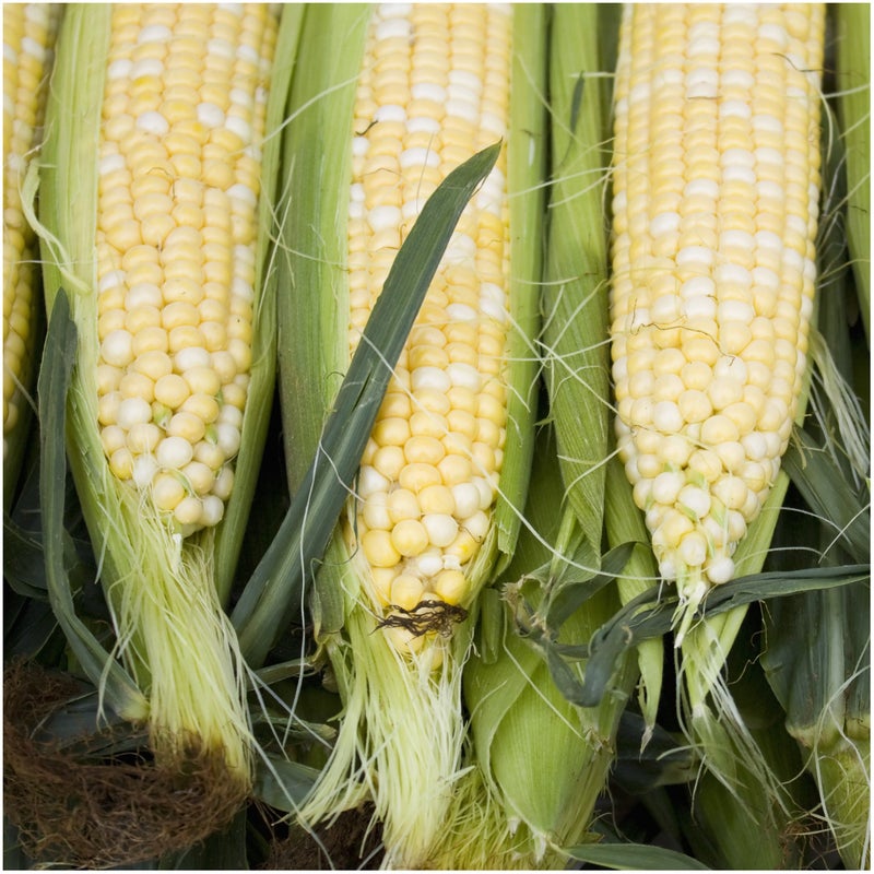 Seed Needs Peaches and Cream Sweet Corn Seeds | 230+ Seeds Non GMO Hybrid Untreated Bicolor Sweet Corn | White and Yellow Mixed Kernals Garden Summertime Favorite | 1.5 Ounce Bulk Package - Image 4