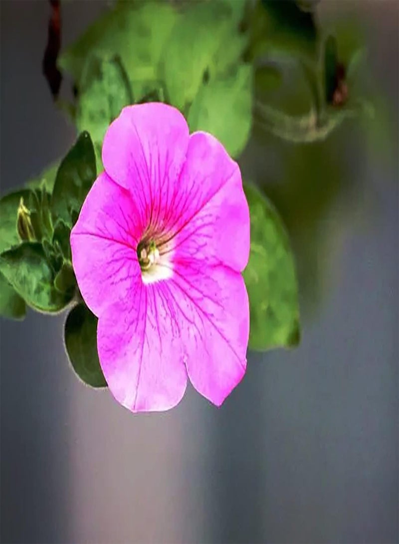 GGOOT 200Stück rosafarbene Petuniensamen geeignet für Hausgartendekoration Machen die Umgebung schöner und Werden zu Einer bezaubernden Landschaft zu Hause - Image 2