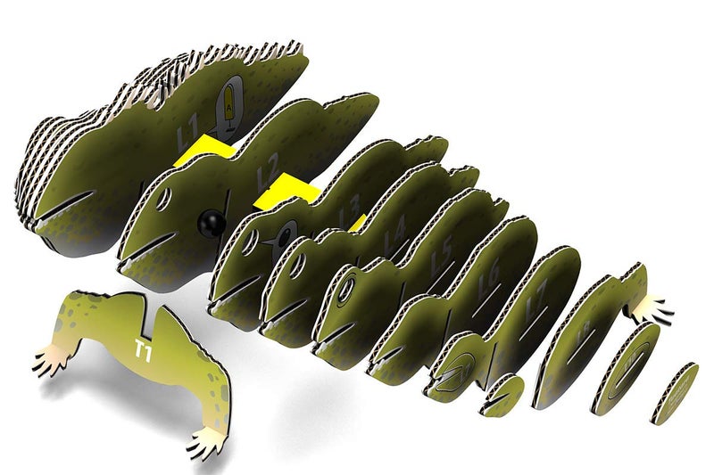 Eugy Tuatara 3D Puzzle  24 Piece Eco-Friendly Educational Toy Puzzles for Boys  Girls & Kids Ages 6+ - Image 5
