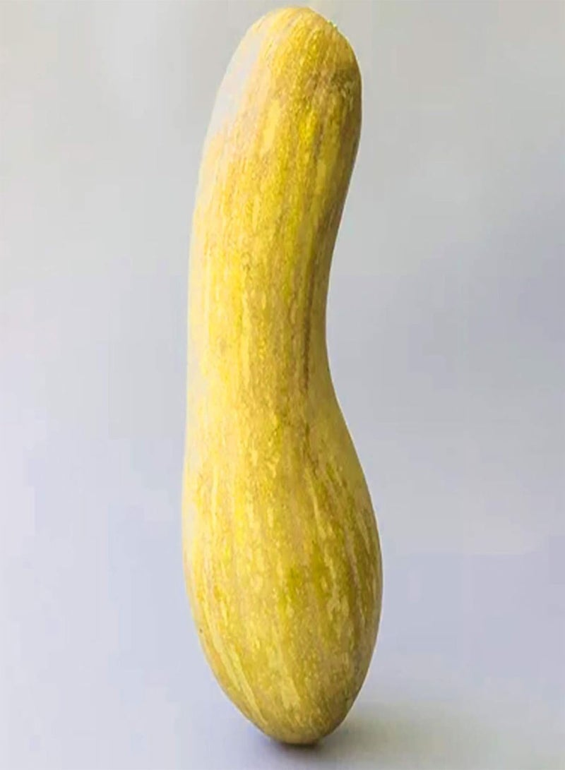 جي جوت نباتات زهور الحديقة الخضراء - كيس واحد من بذور الكوسة غير المعدلة وراثيًا، بذور خضراوات بيضاء صغيرة منتجة للحديقة - بذور الكوسة الصفراء - Image 4