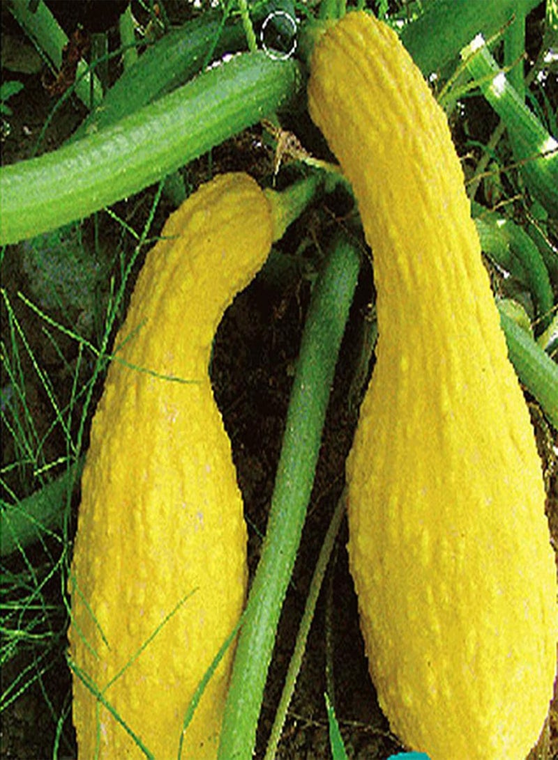 جي جوت نباتات زهور الحديقة الخضراء - كيس واحد من بذور الكوسة غير المعدلة وراثيًا، بذور خضراوات بيضاء صغيرة منتجة للحديقة - بذور الكوسة الصفراء - Image 3