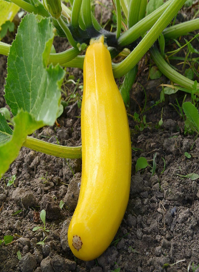 جي جوت نباتات زهور الحديقة الخضراء - كيس واحد من بذور الكوسة غير المعدلة وراثيًا، بذور خضراوات بيضاء صغيرة منتجة للحديقة - بذور الكوسة الصفراء - Image 1