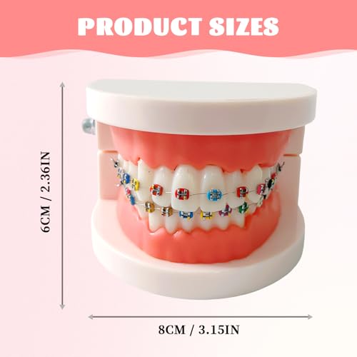 Ceonam Dental Orthodontic Teeth Model with Colorful Braces, Professional Denture Mouth Model Demonstration Study Tool for Dentistry Students and Orthodontists, Tooth Teaching Equipment with Bracket Supplies - Image 2