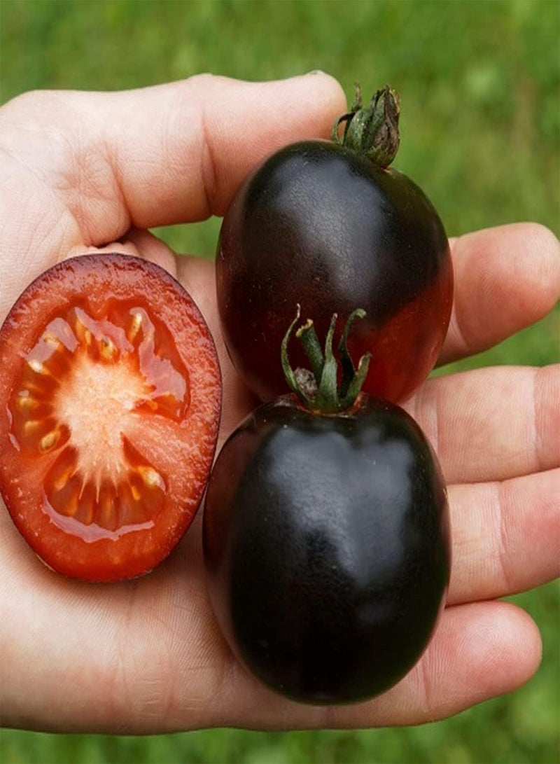 جي جوت بذور طماطم النيلي الوردي - بذور خضار سولانوم ليكوبيرسيكوم، زراعة منزلية بواسطة مشعل ثقيل، 10 بذور - Image 5