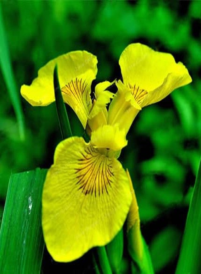 DouxiE 35pcs Mixed Color Rare Heirloom Iris Seeds - Stunning Colors for Your Garden - Uncommon Varieties - Image 4