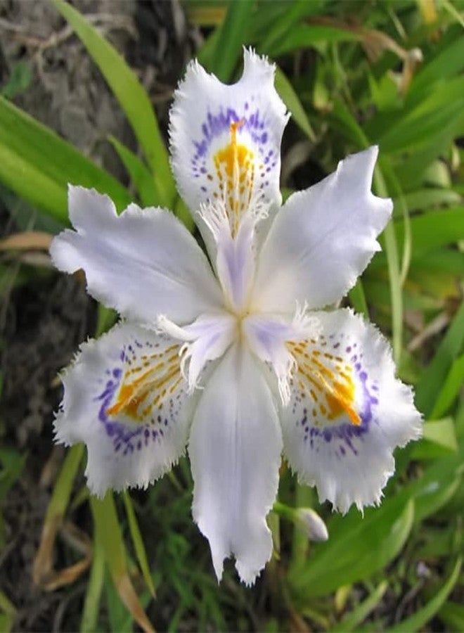 DouxiE 35pcs Mixed Color Rare Heirloom Iris Seeds - Stunning Colors for Your Garden - Uncommon Varieties - Image 3