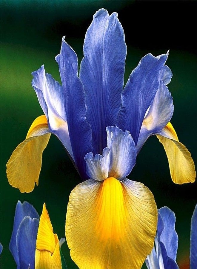 DouxiE 35pcs Mixed Color Rare Heirloom Iris Seeds - Stunning Colors for Your Garden - Uncommon Varieties - Image 2