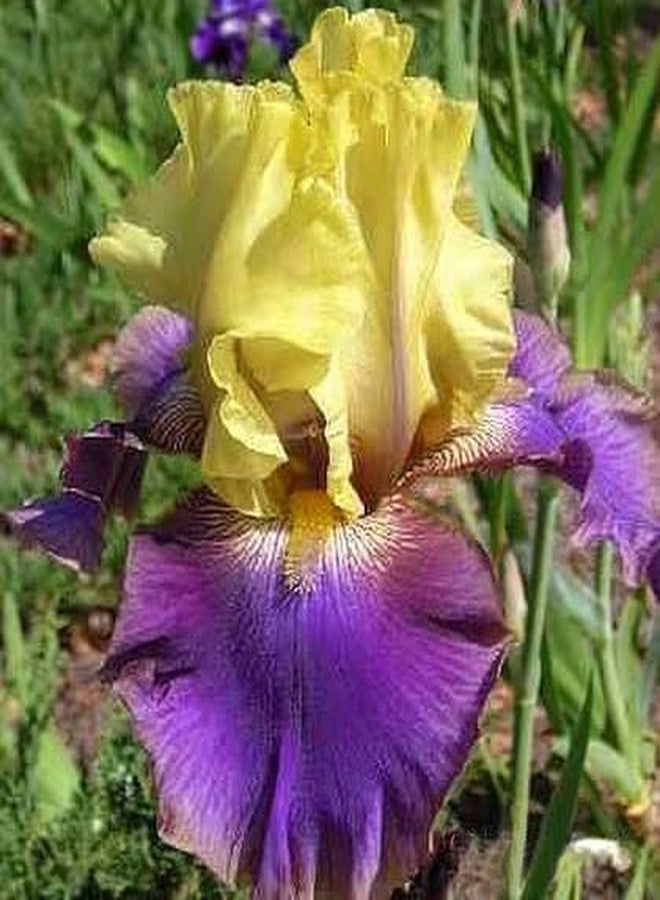 DouxiE 35pcs Mixed Color Rare Heirloom Iris Seeds - Stunning Colors for Your Garden - Uncommon Varieties - Image 5