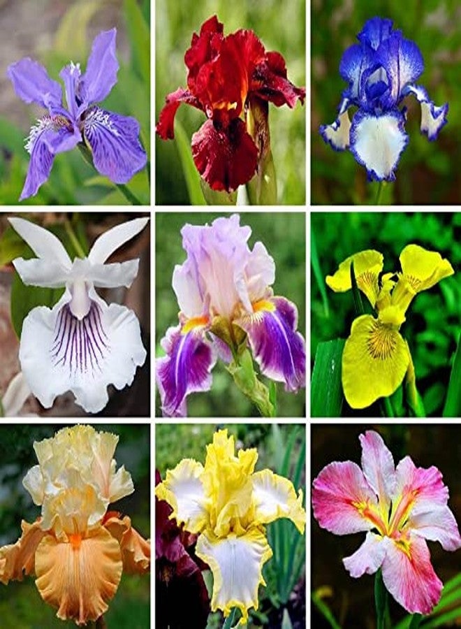 DouxiE 35pcs Mixed Color Rare Heirloom Iris Seeds - Stunning Colors for Your Garden - Uncommon Varieties - Image 1