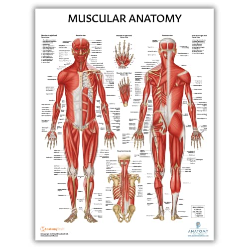 Anatomy Lab Muscular Skeletal Yoga Stretching and Pilates Anatomy and Physiology Poster 5 PACK LAMINATED 173 x 225 Inches Stretching Exercise Chart Anatomy and Physiology - Image 3