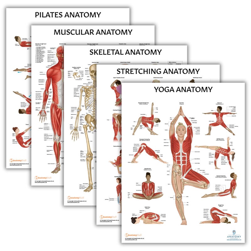 Anatomy Lab Muscular Skeletal Yoga Stretching and Pilates Anatomy and Physiology Poster 5 PACK LAMINATED 173 x 225 Inches Stretching Exercise Chart Anatomy and Physiology - Image 2