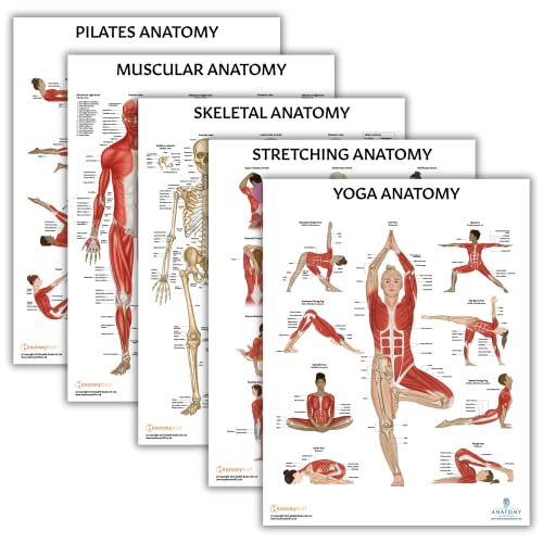 Anatomy Lab Muscular Skeletal Yoga Stretching and Pilates Anatomy and Physiology Poster 5 PACK LAMINATED 173 x 225 Inches Stretching Exercise Chart Anatomy and Physiology - Image 1