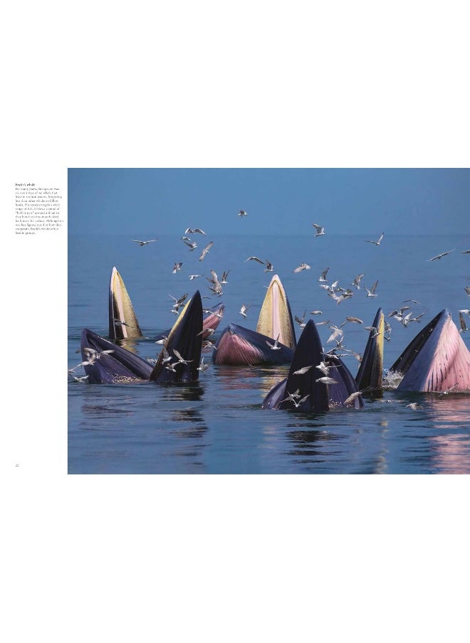 Whales & Dolphins  - Image 2