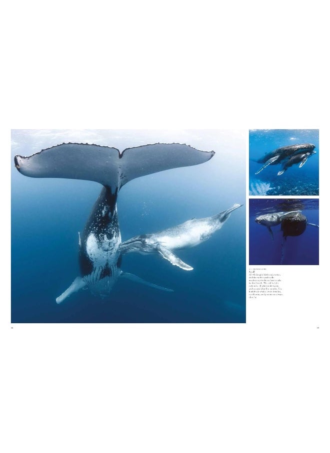 Whales & Dolphins  - Image 3