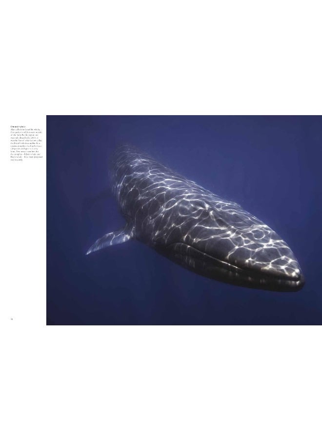 Whales & Dolphins  - Image 4