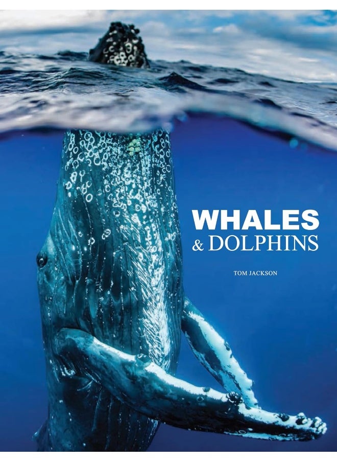 Whales & Dolphins  - Image 1