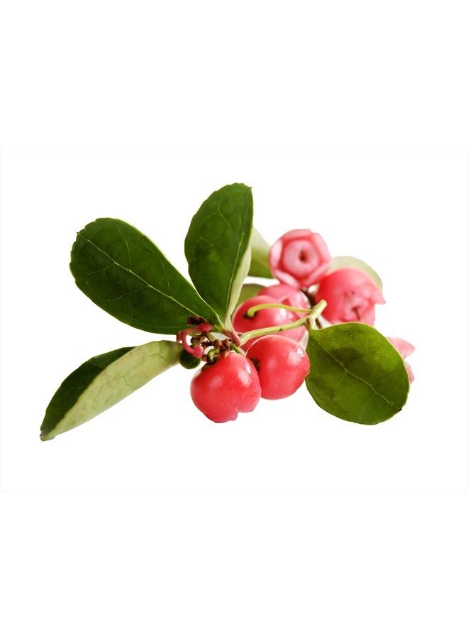 Nature'S Fusions Wintergreen Essential Oil, 100% Pure and Natural Essential Oil for Sinus and Muscle Pain Relief, Aromatherapy and Topical Oils, 15 Milliliters  - Image 3