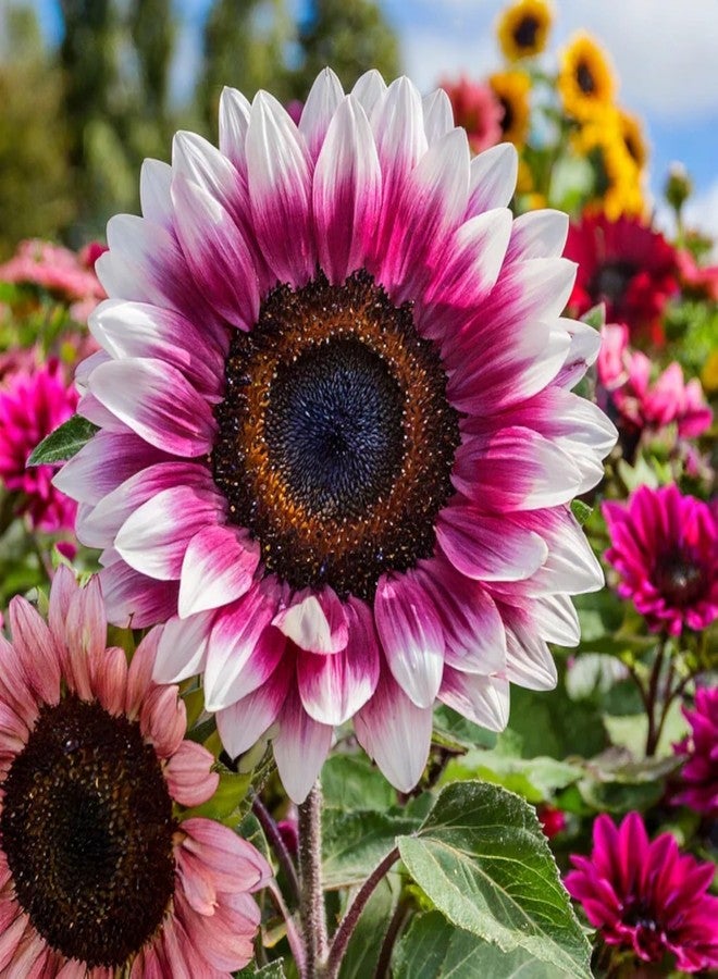 ZEshops 50pcs Rare Strawberry Pink Sunflower Seeds - Non-GMO Heirloom, Easy Grow Instructions Included - Unique Garden Addition - Image 1