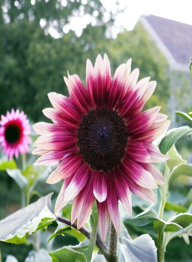 ZEshops 50pcs Rare Strawberry Pink Sunflower Seeds - Non-GMO Heirloom, Easy Grow Instructions Included - Unique Garden Addition - Image 4